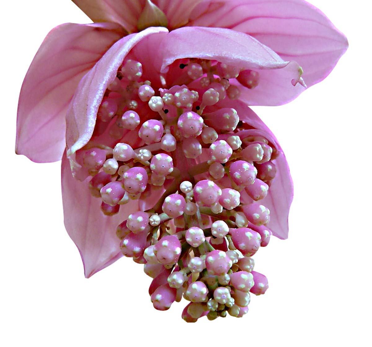 Medinilla Flower seeds for Planting - Low Maintenance, Heirloom & GMO Free Seeds for Home Garden