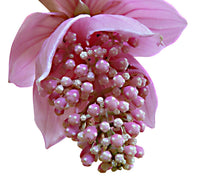 Medinilla Flower seeds for Planting - Low Maintenance, Heirloom & GMO Free Seeds for Home Garden