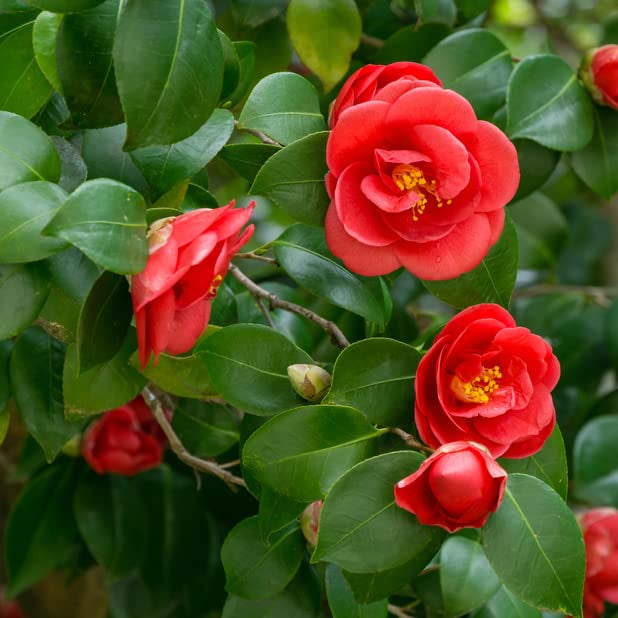 Pink Orange Camellia Flower seeds for Planting - Low Maintenance, Heirloom & GMO Free Seeds for Home Garden