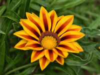 Gazania Rigens Flower seeds for Planting Pollinator Friendly Heirloom & GMO Free Seeds for Home Garden