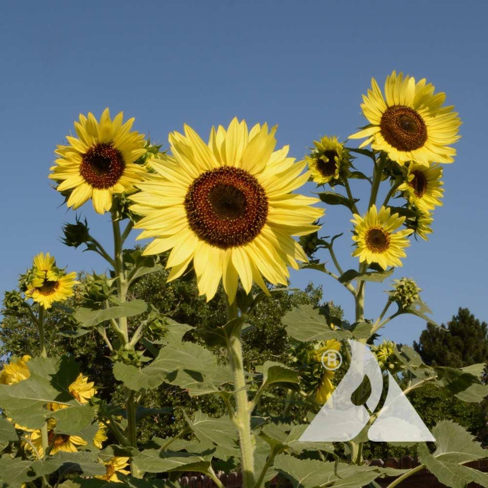 Sunflower Lemon Queen Helianthus annuus Seeds for Planting Cottage Garden