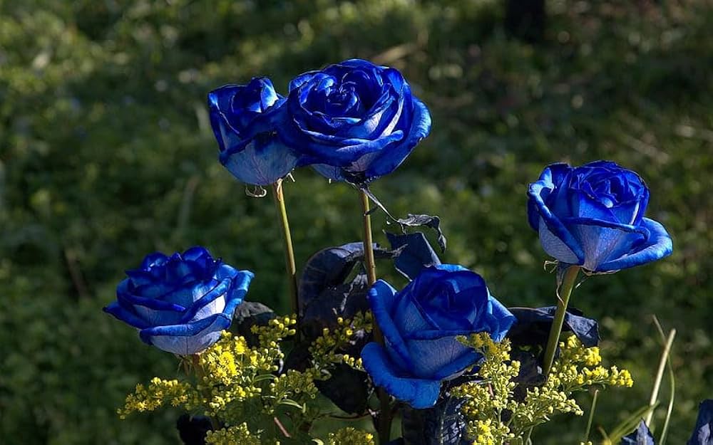Blue Rose Tree Flower Seeds for Planting Long Bloom Season Heirloom & GMO Free Seeds for Home Garden
 
 Sale