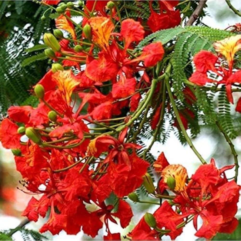 Delonix regia B6 Royal Poinciana - Flamboyant Flame Tree (Gulmohar)