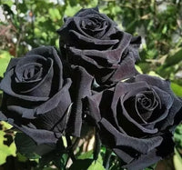 Black Rose Flower seeds for Planting - Easy to Grow, Heirloom & GMO Free Seeds for Home Garden