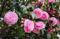 Camellia Flower seeds for Planting Long Bloom Season Heirloom & GMO Free Seeds for Home Garden