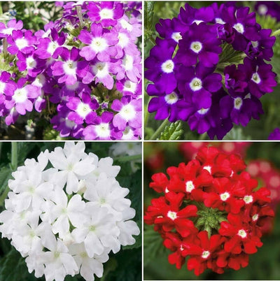 100 Pcs