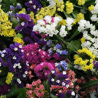 Mixed Limonium Seeds for Planting  Colorful Annual Flowers