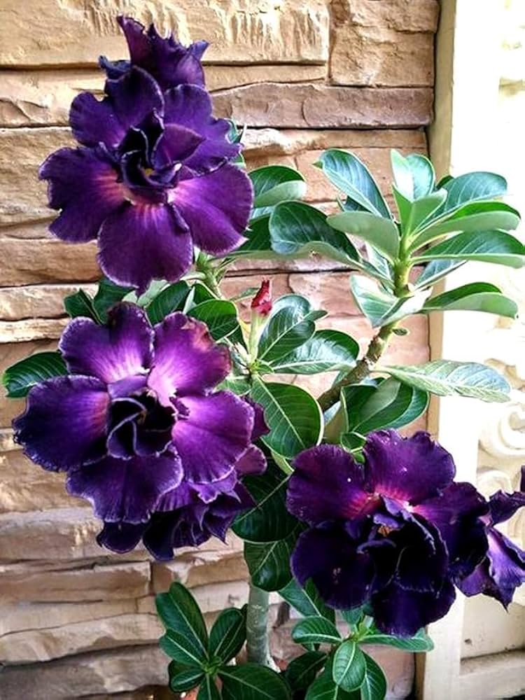 Purple Adenium Obesum Flower seeds for Planting - Drought Tolerant, Heirloom & GMO Free Seeds for Home Garden