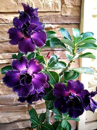 Purple Adenium Flower seeds for Planting - Vibrant Colors, Heirloom & GMO Free Seeds for Home Garden