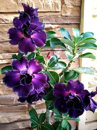 Purple Adenium Obesum Flower seeds for Planting - Vibrant Colors, Heirloom & GMO Free Seeds for Home Garden