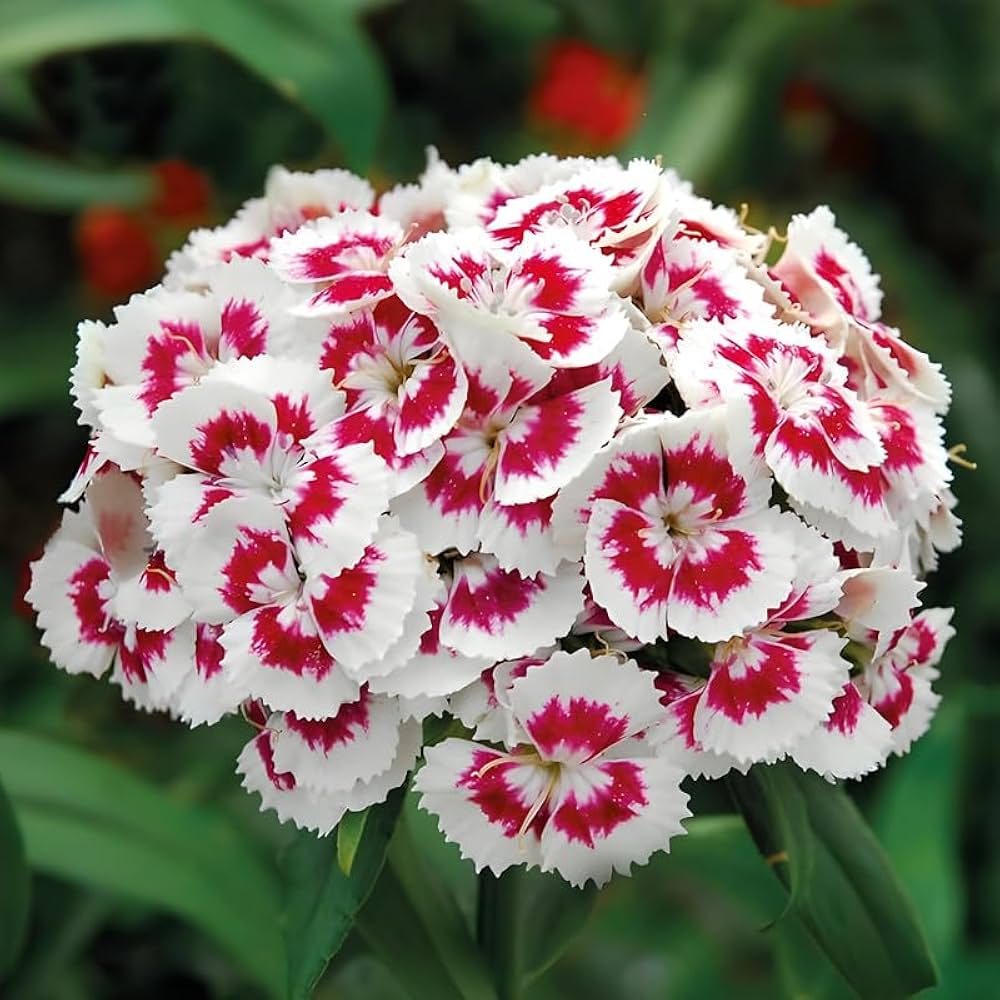 Dianthus Red White Flower seeds for Planting - Cottage Garden Essential, Heirloom & GMO Free Seeds for Home Garden