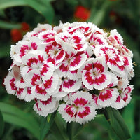 Dianthus Red White Flower seeds for Planting - Cottage Garden Essential, Heirloom & GMO Free Seeds for Home Garden