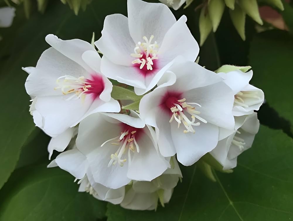 Dombeya Bourgassiae Flower seeds for Planting Long Bloom Season Heirloom & GMO Free Seeds for Home Garden