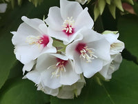 Dombeya Bourgassiae Flower seeds for Planting Long Bloom Season Heirloom & GMO Free Seeds for Home Garden