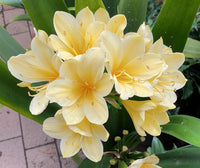 Light Yellow Natal Lily or Bush Lily Flower seeds for Planting - Drought Tolerant, Heirloom & GMO Free Seeds for Home Garden