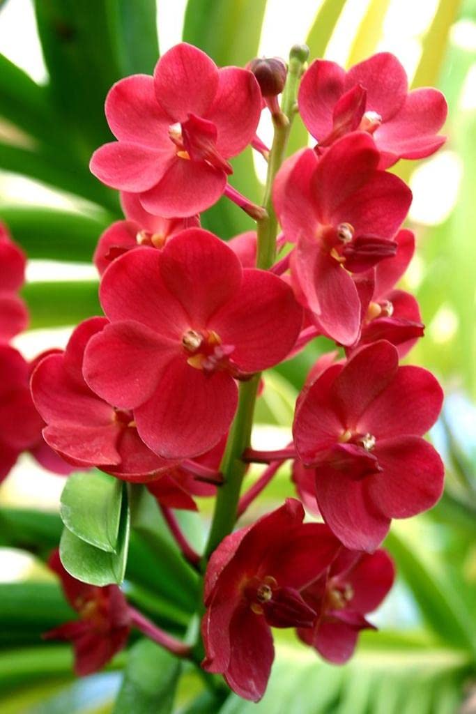 Red Orchid Flower Seeds for Planting Seasonal Bloomer Heirloom & GMO Free Seeds for Home Garden
 
 Sale