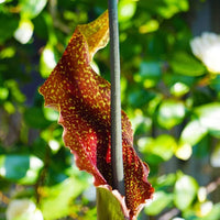 Sauromatum Flower seeds for Planting - Garden Favorite, Heirloom & GMO Free Seeds for Home Garden