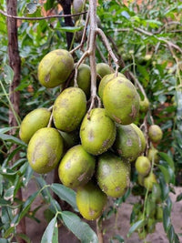 Spondias Fruit Planting Seeds  Grow Tropical Fruit Trees at Home