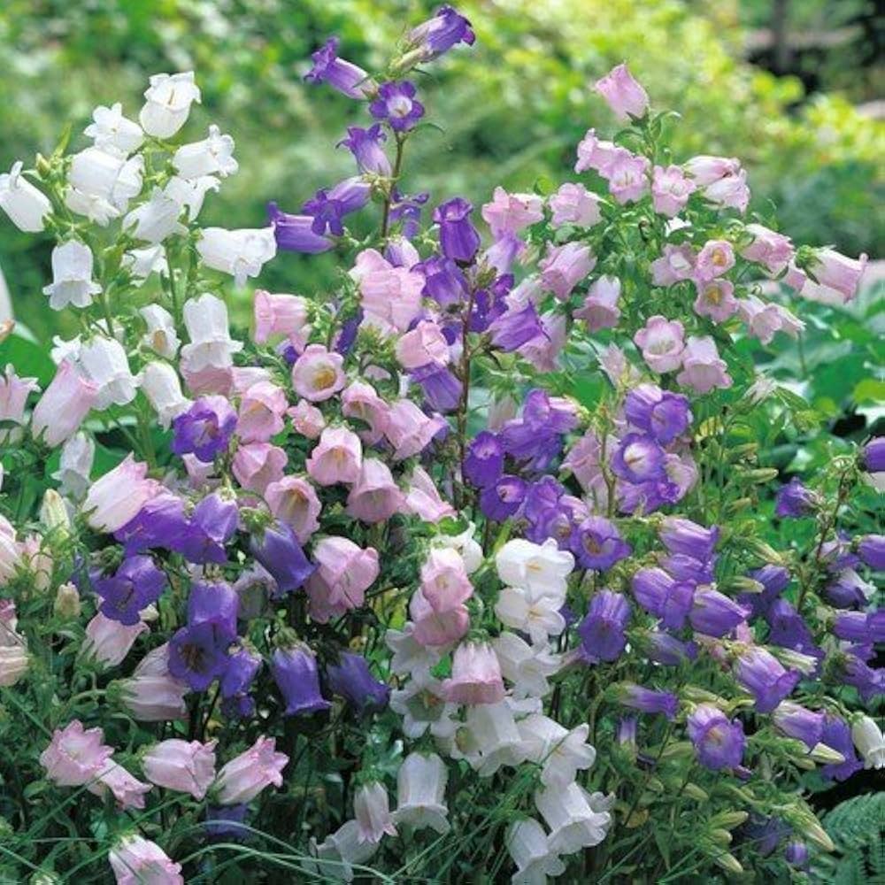 Field Bellflower Seeds – Heirloom Canterbury Bell Perennial Blooms