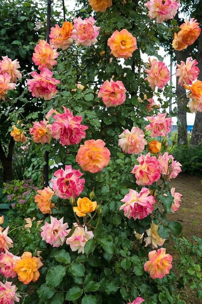 Mixed Color Climbing Rose Flower Seeds for Planting Garden Favorite Heirloom & GMO Free Seeds for Home Garden
 
 Sale