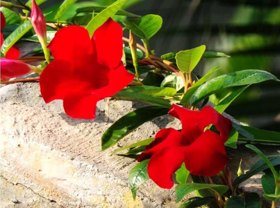 Dipladenia Flower seeds for Planting Colorful Display Heirloom & GMO Free Seeds for Home Garden