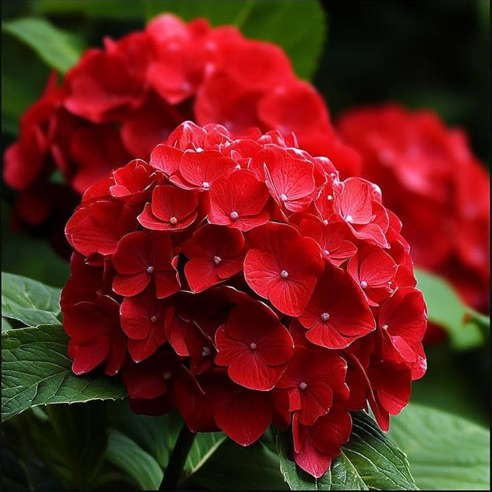 Deep Red Hydrangea Flower seeds for Planting Hardy Variety Heirloom & GMO Free Seeds for Home Garden 
 
 Sale