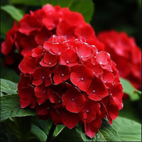 Deep Red Hydrangea Flower seeds for Planting Hardy Variety Heirloom & GMO Free Seeds for Home Garden 
 
 Sale