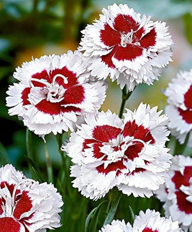 Red White Carnation Flower seeds for Planting Garden Favorite Heirloom & GMO Free Seeds for Home Garden