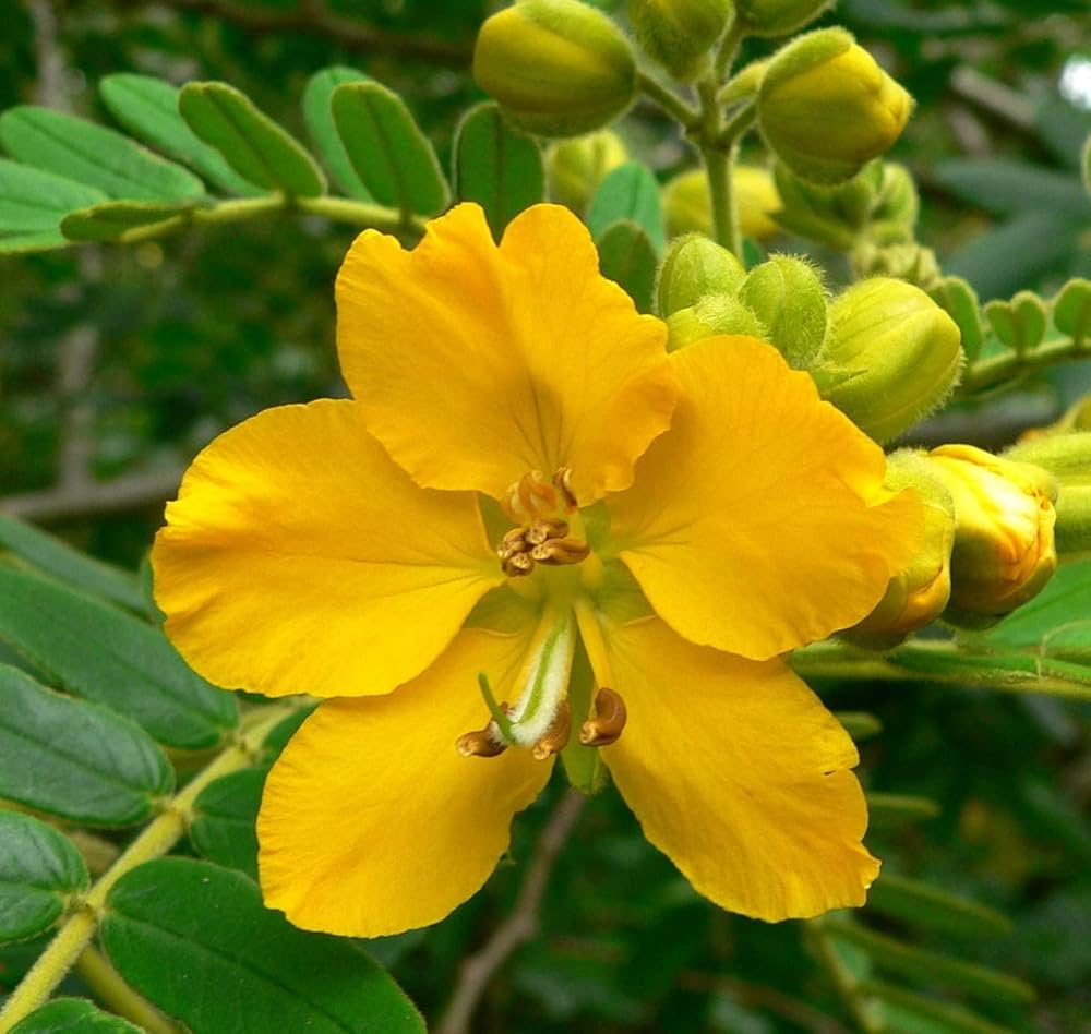 Yellow Senna Flower seeds for Planting - Sun Loving, Heirloom & GMO Free Seeds for Home Garden