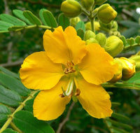 Yellow Senna Flower seeds for Planting - Sun Loving, Heirloom & GMO Free Seeds for Home Garden