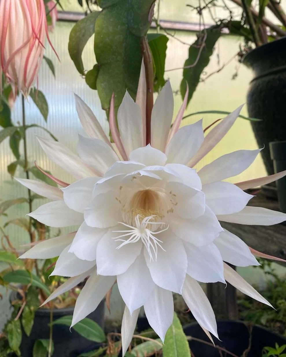 White Nopalxochia Flower Seeds for Planting Low Maintenance Heirloom & GMO Free Seeds for Home Garden
 
 Sale