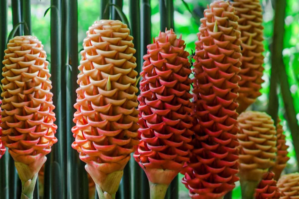 Brown Ginger Flower seeds for Planting Garden Favorite Heirloom & GMO Free Seeds for Home Garden 
 
 Sale