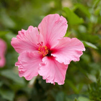 Pale Pink Hibiscus Flower seeds for Planting Pollinator Friendly Heirloom & GMO Free Seeds for Home Garden 
 
 Sale