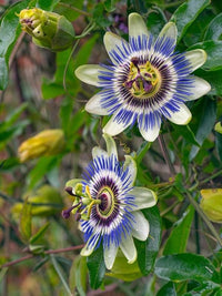 Passion Flower seeds for Planting Long Bloom Season Heirloom & GMO Free Seeds for Home Garden