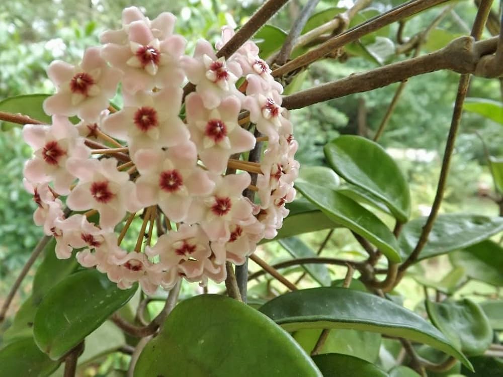 Heirloom Hoya Orchid Flower seeds for Planting Low Maintenance Heirloom & GMO Free Seeds for Home Garden