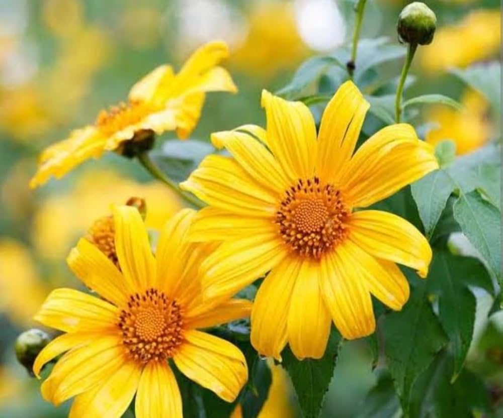 Yellow Tithonia Diversifolia Sunflower Tree  Seeds for Planting a Vibrant Garden