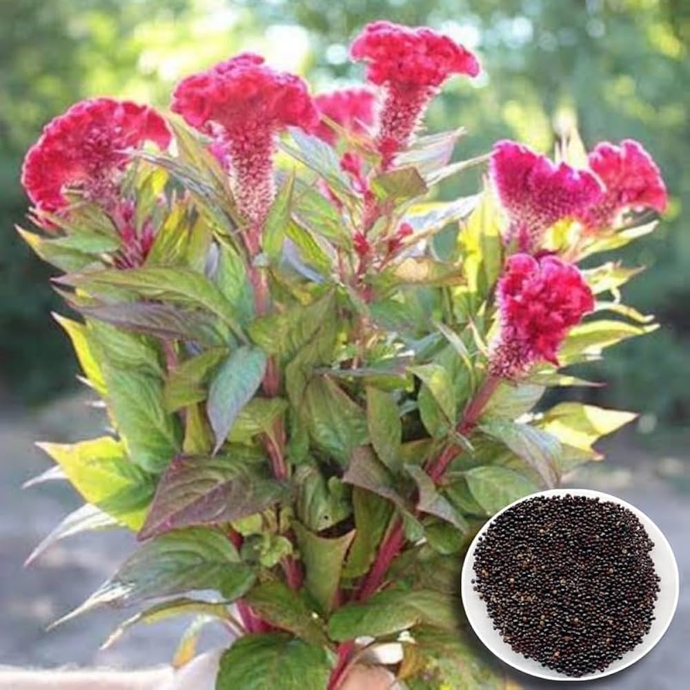 Cockscomb Celosia Cristata Flower Seeds (Hahnenkammblumensamen)