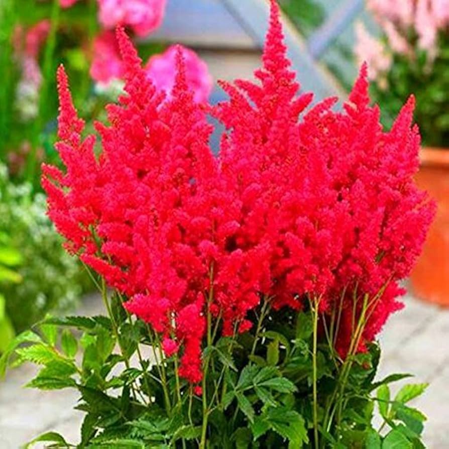 Red Astilbe Flower Seeds for Planting Perfect for Borders Heirloom & GMO Free Seeds for Home Garden
 
 Sale