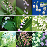 Mixed Bell Orchid Flower seeds for Planting - Seasonal Bloomer, Heirloom & GMO Free Seeds for Home Garden