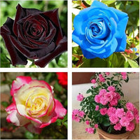 Multi Rose Flower seeds for Planting - Perfect for Borders, Heirloom & GMO Free Seeds for Home Garden  S