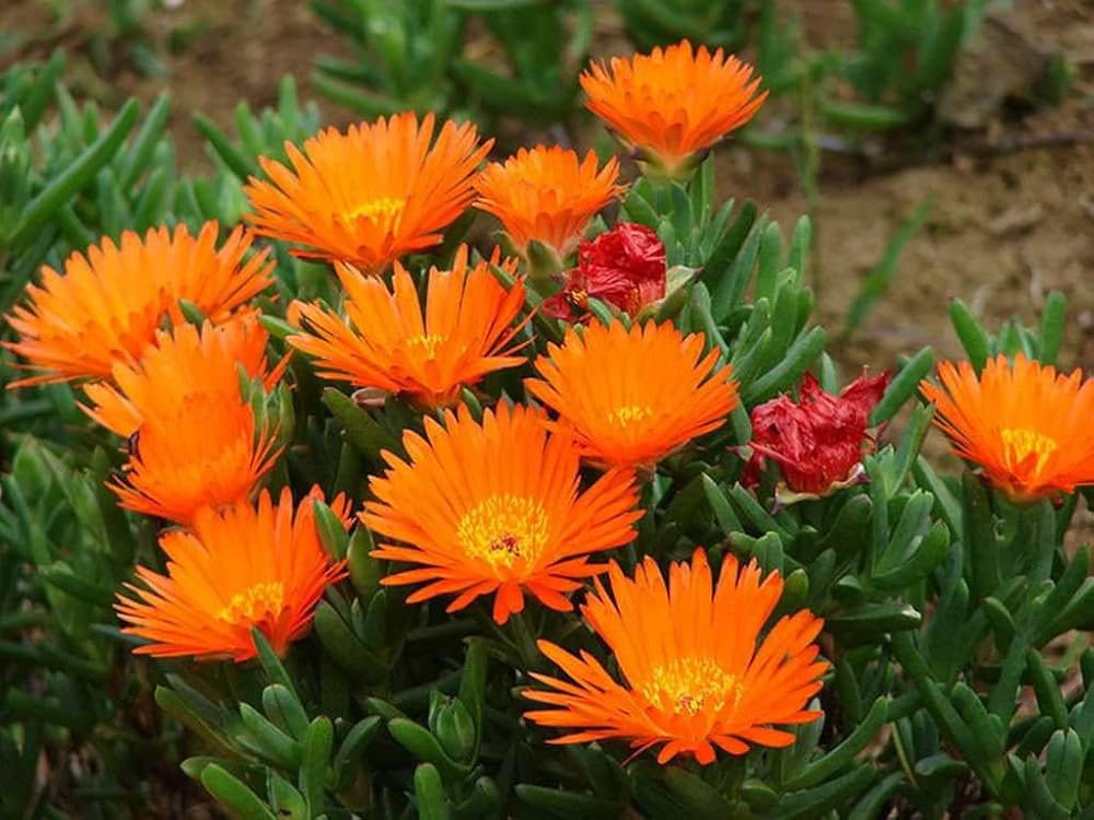 Orange Ice Plant Flower seeds for Planting - Compact Growth, Heirloom & GMO Free Seeds for Home Garden