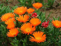 Orange Ice Plant Flower seeds for Planting - Compact Growth, Heirloom & GMO Free Seeds for Home Garden