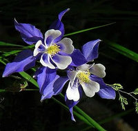 Colorado Flower seeds for Planting - Compact Growth, Heirloom & GMO Free Seeds for Home Garden
 
 Sale seeds for home garden