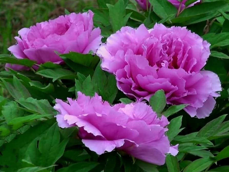 Purple Paeonia Suffruticosa Flower seeds for Planting - Hardy Variety, Heirloom & GMO Free Seeds for Home Garden