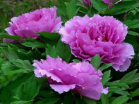 Purple Paeonia Suffruticosa Flower seeds for Planting - Hardy Variety, Heirloom & GMO Free Seeds for Home Garden