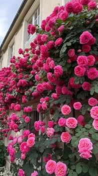 Rose Flower Planting Seeds