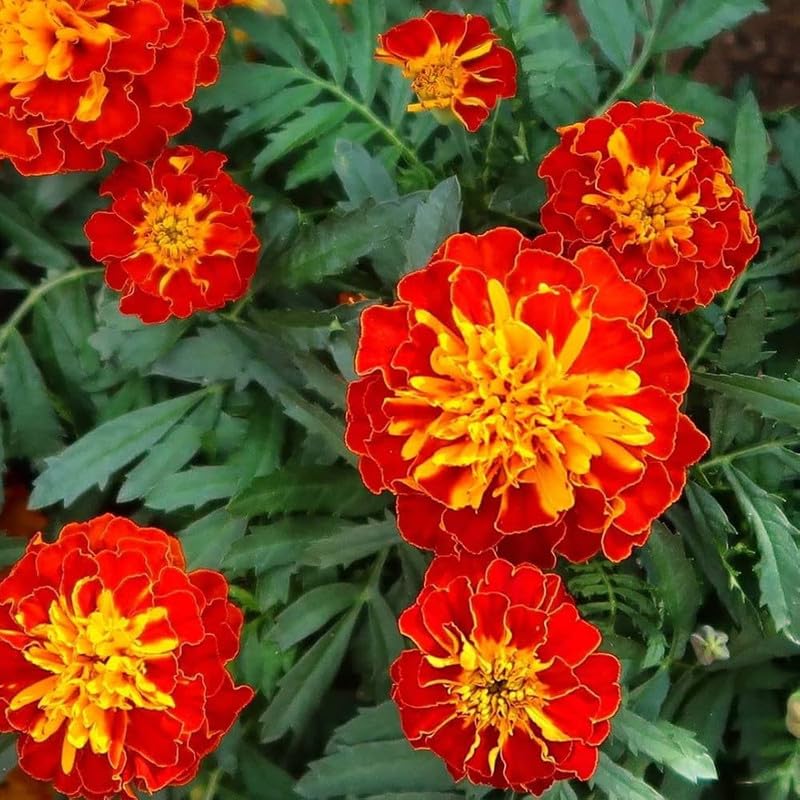 Matrix Sangria Pansy Flower Seeds for Bold, Beautiful Garden Flowers