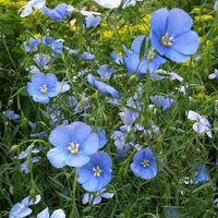 Flax Flower seeds for Planting Colorful Display Heirloom & GMO Free Seeds for Home Garden