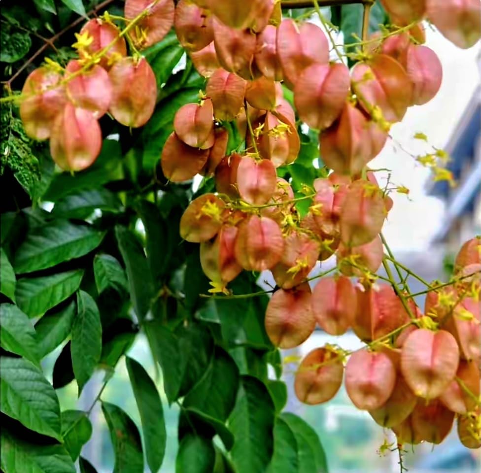 Red Koelreuteria Flower Seeds - Easy Planting for Vibrant Gardens