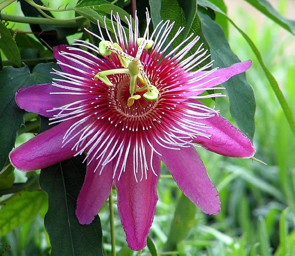 Pink Passion Flower Seeds for Planting Cut Flower Favorite Heirloom & GMO Free Seeds for Home Garden
 
 Sale